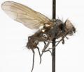Click to view botanophila_striolata_jf06-2713_t1.jpg