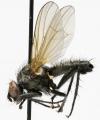 Click to view chirosia_latipennis_jf09-0749_t1.jpg