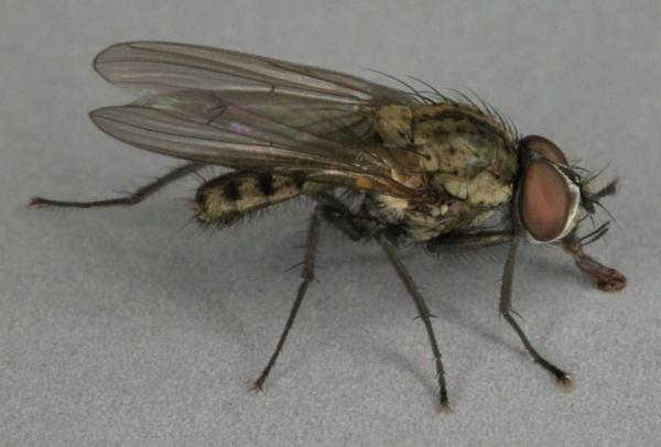 delia_florilega.jpg