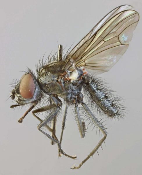 egle_ciliata.jpg