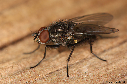 hylemyavariata.jpg
