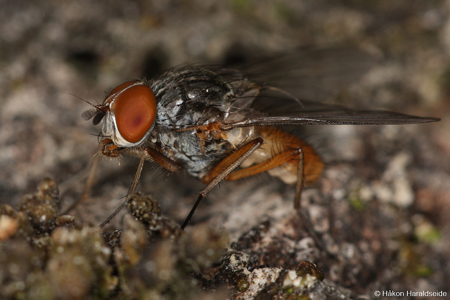 Anthomyiidae: Pegomya winthemi (male) (1)