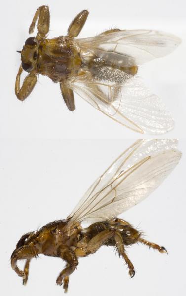 lipoptena_cervi_jf09-3597.jpg