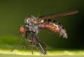 Click to view 2006-08-31-1208-hybos-female-lateral-upr-zm_t2_t1_1.jpg