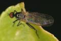 Click to view 2006-08-31-1213-hybos-female-dorsal-upr-zm_t2_t1.jpg