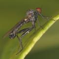 Click to view 2006-10-02-1543-hybos-male-upr-zm_t1.jpg