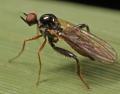 Click to view 2008-07-18-0094-hybosfemuratus_t1.jpg
