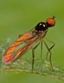 Click to view 2008-09-07_0016-iocydromiaglabriculamale_t1.jpg