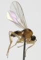 Click to view elaphropeza_ephippiata_jf13-0092_t1.jpg