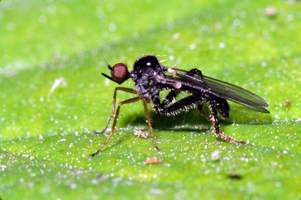 Hybotidae: Hybos femoratus (female) (1)