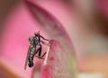 Click to view img_3841hybotidae3roches151_t1.jpg