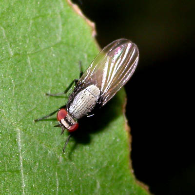 dipterab_1000020026.jpg