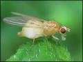 fly29-6-12d_t1.jpg