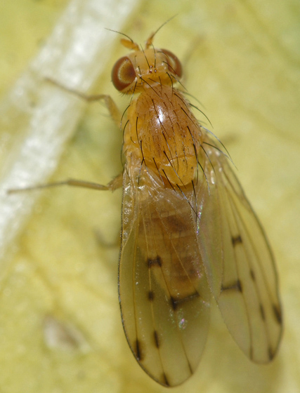 homoneura_occidentalis.jpg