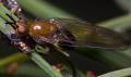 lauxaniidae_rhagadolyra_magnicornis-01_t1.jpg