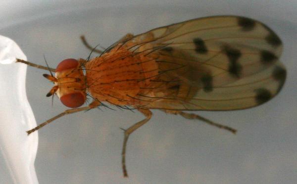 meiosimyzadecempunctata2.jpg