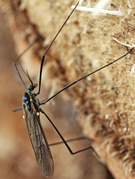 gnophomyia_7885.jpg