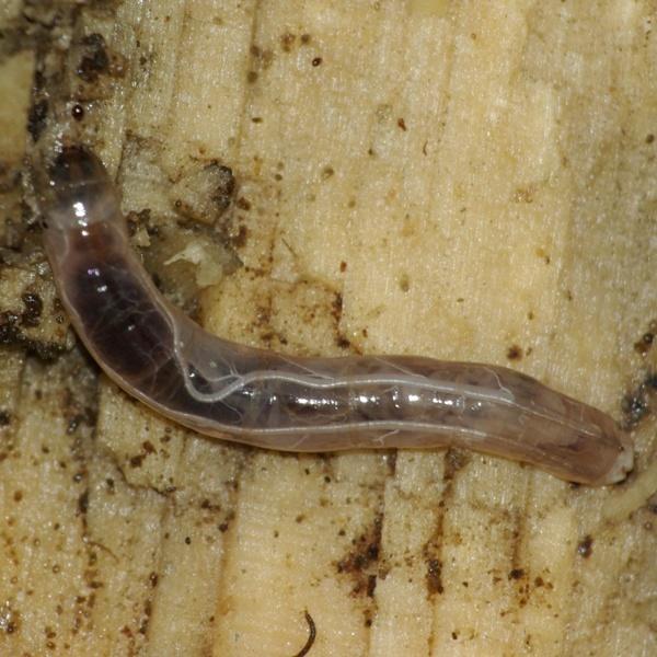 libnotes_ladogensis_larva.jpg