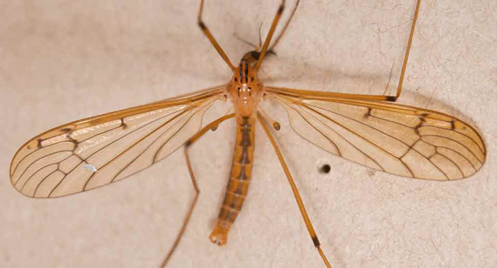 Limoniidae: Metalimnobia bifasciata (male) (1)