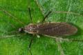 Click to view molophilus_t1.jpg