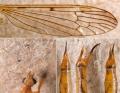 Click to view phylidorea_longicornis_coll_t1.jpg
