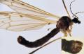 Click to view phylidorea_squalens_t1.jpg