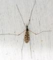 Click to view rhipidia_maculata_01_t1.jpg