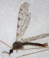 Click to view rhipidia_maculata_t1.jpg