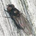 earomyia_lonchaeoides_4_t1.jpg