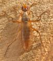 Click to view calobata_petronella_t1.jpg