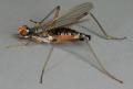 Click to view calobata_petronella_t1_1.jpg