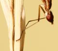 Click to view img_56862_t1.jpg