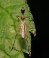 Click to view micropeza_corrigiolata_female_1_t1.jpg