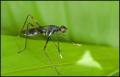 micropezidae_andasibe_diptera_t1.jpg