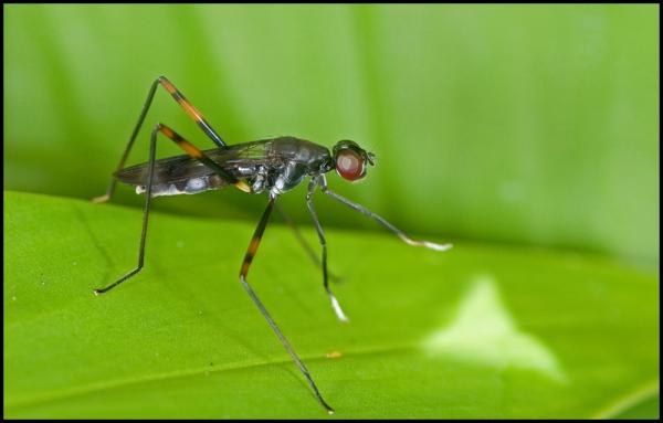 micropezidae_andasibe_diptera.jpg