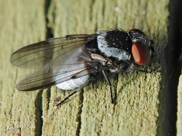 milichia_canariensis_male_2-2.jpg