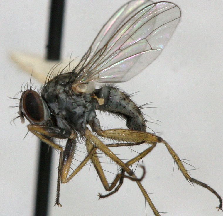 Muscidae: Bithoracochaeta leucoprocta (male) (1)