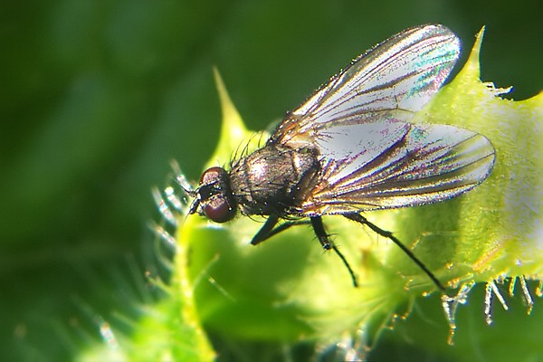 0257-dip-muscidae-helina-cinerella-grossglockner-040804.jpg