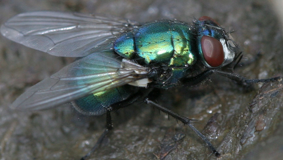 Muscidae: Neomyia viridescens (female) (1)