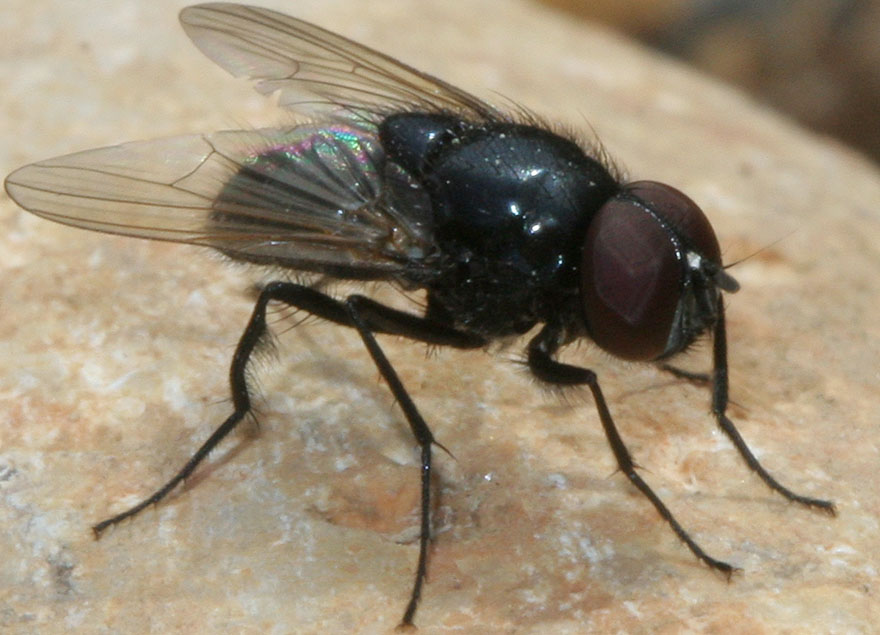 Muscidae: Hydrotaea ignava (male) (1)