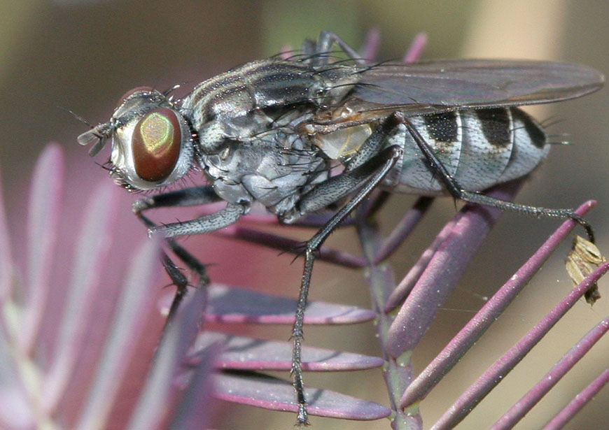 Muscidae: Lispe glabra (female) (1)