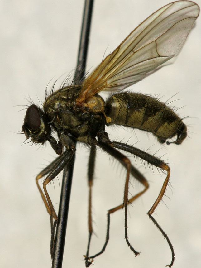 Muscidae: Thricops genarum (male) (1)
