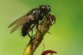 Click to view 1959-dip-muscidae-drymeia-alpicola-male-groednerjoch-240706_t1.jpg