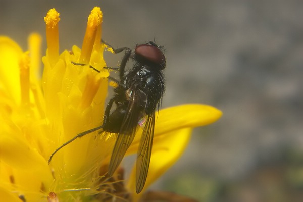 2276-dip-muscidae-hydrotaea-meteorica-male-kaunertal-260706.jpg