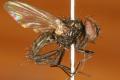 Click to view 7hydrotaea-armipes_t1.jpg