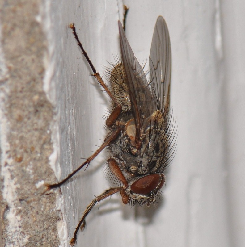 Muscidae: Phaonia valida (male) (1)