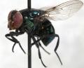 Click to view biop-bipuncta-samp_t1.jpg