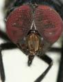 Click to view biop-bipunctam-s_t1.jpg