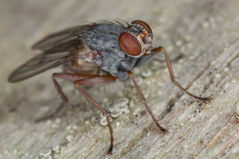 Muscidae: Lispocephala brachialis (male) (2)