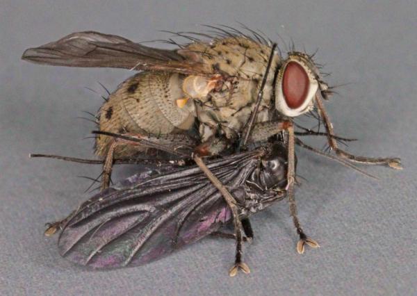 coenesia_tigrina_1.jpg